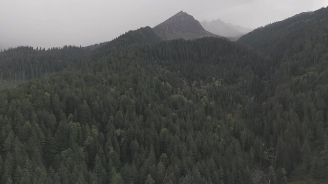 Aerial view of Fairy Forest in Pulga, Parvati Valley, Himachal Pradesh on an autumn evening, showing dense pine and deodar trees with rocky mountain peaks in the background and clouds drifting over 