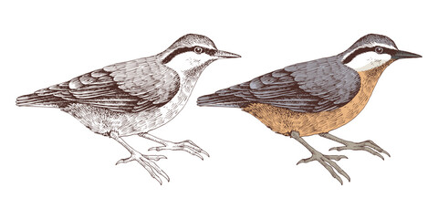 Nuthatch bird hand drawn vector illustration
