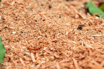 Close-up of wood sawdust texture, showing fine wooden particles, natural brown color, and organic material for construction or craft background.