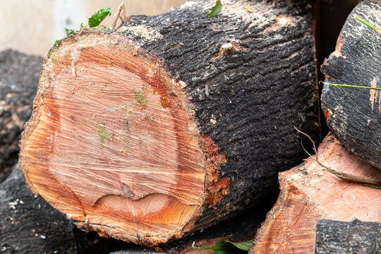 Close-up of freshly cut wooden logs stacked together, showing natural texture, wood grain, and rough surface for construction or firewood concept.