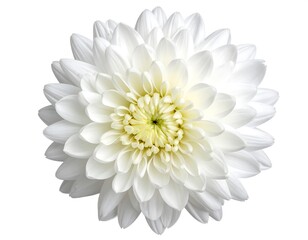 Close-up of a perfectly symmetrical white blossom with numerous petals, showcasing soft textures and a vibrant yellow center