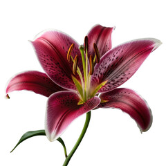 Exquisite deep red lily blossom with detailed petals and stamen