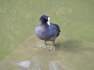 不忍池のオオバン