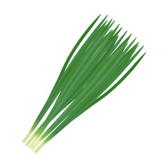 ニラ　葉物野菜のイラスト素材