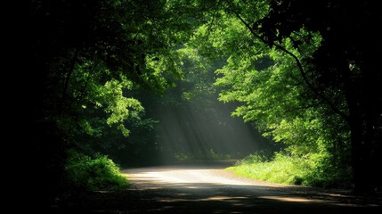 A winding dirt road through a dense forest, with sunlight filtering through the trees.