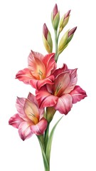 Watercolor pink orange gladiolus bouquet with green leaves and closed buds