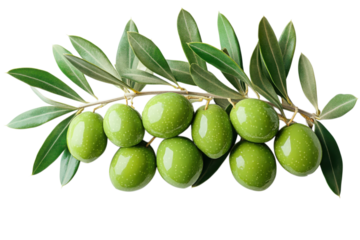Green Olives On Branch With Leaves Agriculture Food Olive Oil Healthy Eating Fresh Produce