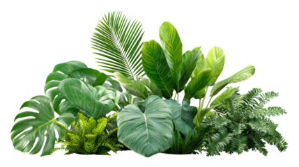 Tropical houseplants grouped together for a fresh botanical scene, isolated on a Transparent background, PNG file.