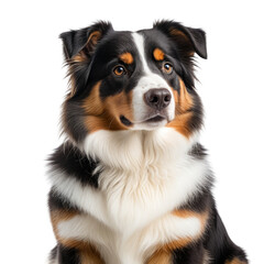 Tricolor dog with soulful brown eyes and thick white fur around neck
