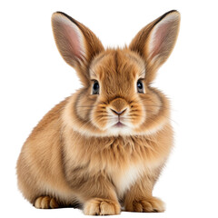 Fluffy, ginger bunny rabbit, cute portrait on a black background