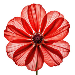 Translucent red flower's petals, detailed structure on black background