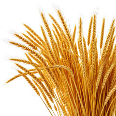 Wheat stalks with grains, golden in color against black background