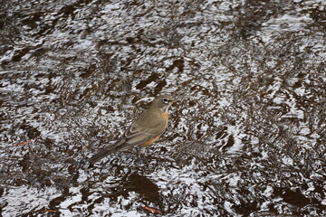 American robin standing in a stream