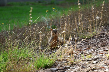 cute squirrel eating in the grass