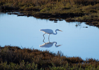 great heron standing on the water