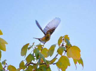 yellow-rumped warbler flying