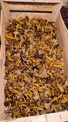 Une belle récolte de chanterelles en tube à l'automne (Île-de-France)