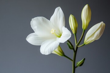 Obraz premium A delicate white flower with a vibrant yellow center, surrounded by green buds and leaves, set against a dark gray background.