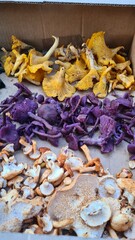 Les magnifiques contrastes de couleurs de 3 petits champignons d'automne (girolles, petits violets, pieds de mouton)