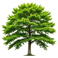 Lush green tree with a full canopy on a dark, isolated background