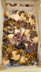 Un joli mix de petits champignons d'automne (pieds de mouton, chanterelles en tube, petits violets, trompettes de la mort)