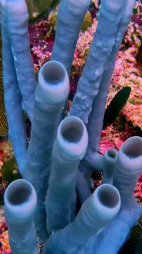 Porifera Sea Sponge Underwater - Vertical Shot