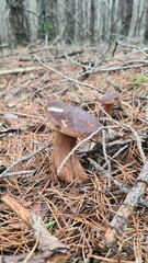 Une jolie paire de bolets bai poussant dans la pinède à l'automne (forêt de Rambouillet)