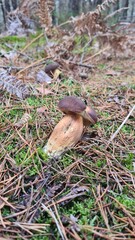 Une jolie paire de bolets bai poussant dans une sapinière d'Île-de-France à l'automne
