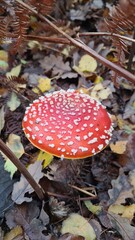 Une belle amanite tue-mouches poussant dans la fougères à l'automne (forêt de Rambouillet)
