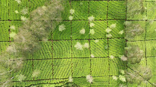 Aerial top down view of a vibrant green tea plantation landscape. The well-organized rows of tea plants form artistic patterns across the hillside. Bedakah Tea Plantation, Indonesia.