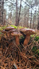 Une belle brochette de bolets bai poussant dans la mousse d'une sapinière à l'automne (forêt de Rambouillet)