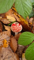 Une jeune amanite tue-mouches poussant dans une forêt de châtaigniers à l'automne (Île-de-France)