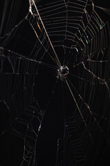 Spider Sitting in Web Against Dark Background
