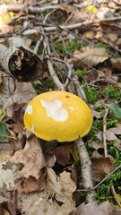Une magnifique russule jaune poussant dans une forêt de bouleau à l'automne (Île-de-France)