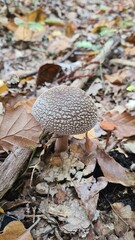 Une magnifique jeune amanite panthère poussant dans les feuilles mortes (forêt de Rambouillet)