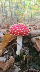 Une magnifique amanite tue-mouches poussant dans les feuilles mortes (forêt de Rambouillet, France)
