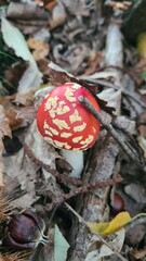 Un joli bébé amanite tue-mouches poussant dans une forêt de châtaigniers à l'automne (Île-de-France)