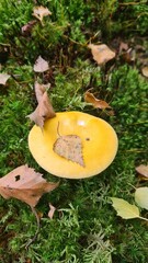 Une belle russule jaune poussant dans la mousse (forêt de Rambouillet, France)
