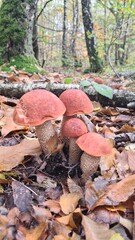 Une magnifique bande de bolets orangés poussant dans une forêt de bouleau à l'automne (forêt de Rambouillet)