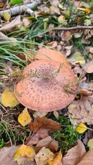 Une magnifique amanite panthère poussant dans une forêt de bouleau à l'automne (forêt de Rambouillet)