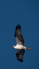 Osprey Soaring High Against Clear Blue Sky