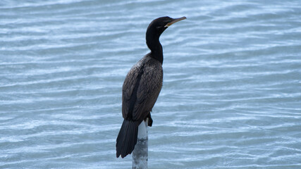 Neotropic Cormorant Perched Over Water