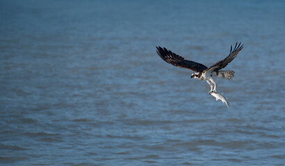 Low-Flying Osprey Carrying Fish Across Water