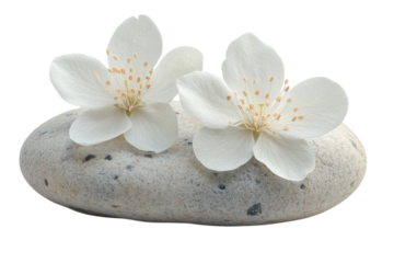 Serene Blossom Arrangement on Stone White Flowers Zen Garden Balance Meditation Nature s Beauty