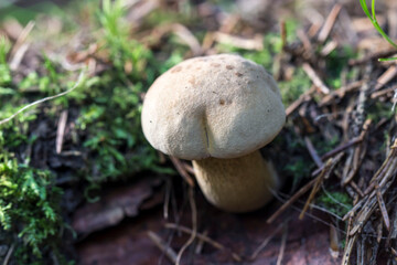 false boletus. colorful detailed macro photo of a mushroom with a blurred background. space for text. natural beauty. close-up.