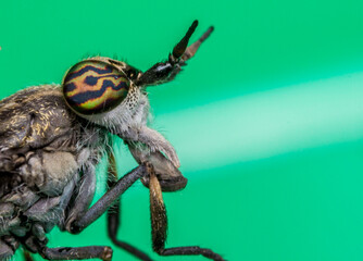 gadfly. insect portrait. colorful detailed macro photo of an insect. close-up. text space. compound eyes. screensaver