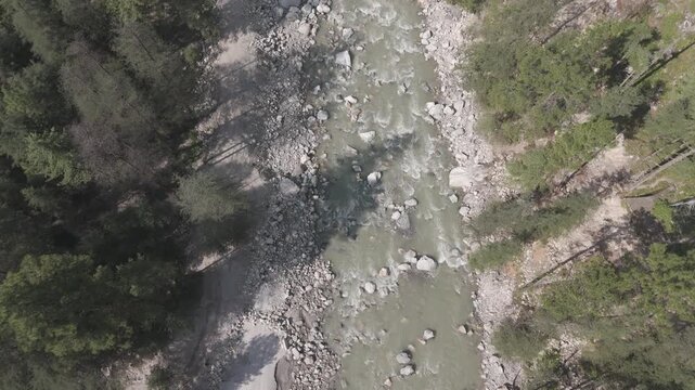 Top-down aerial shot of the Parvati River flowing through Parvati Valley in Kasol during autumn, showing pine and deodar trees lining the riverbanks with long shadows adding depth to the scene.