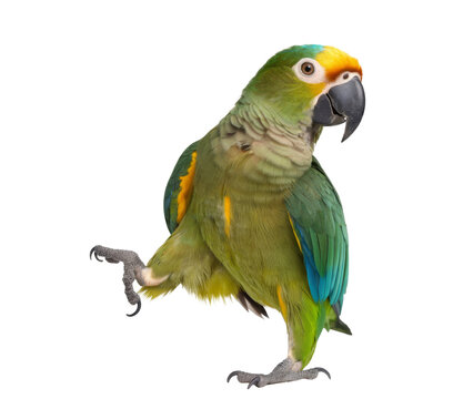 hahn's macaw isolated on white background.