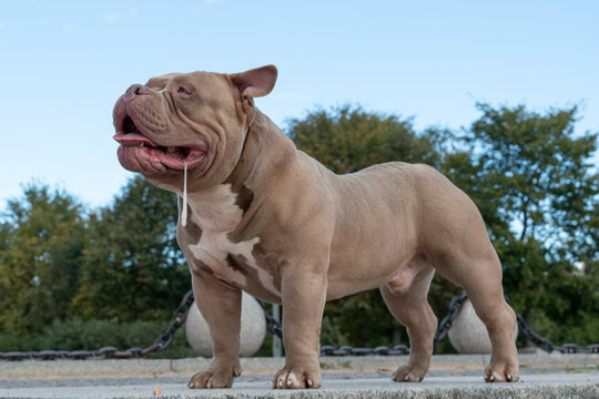 American bully of light brown beige color, a dog on a walk, a bulldog stands with his tongue sticking out and salivating