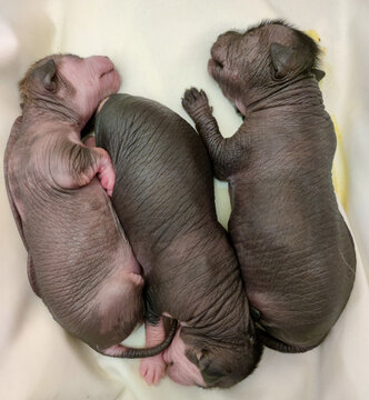 3 hermosos hermanos cachorros de xoloitzcuintle